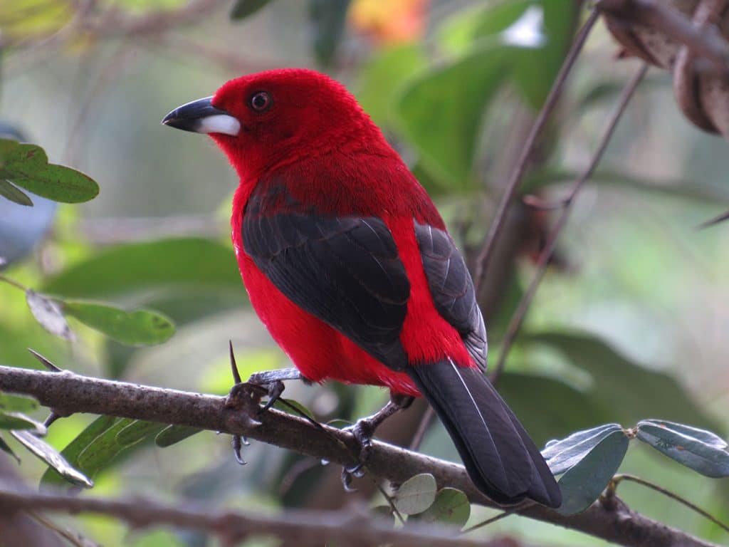 Ilhabela Bird Week - Observação de aves e birdwatching em Ilhabela - Foto: Aurélio Rufo - Tiê Sangue