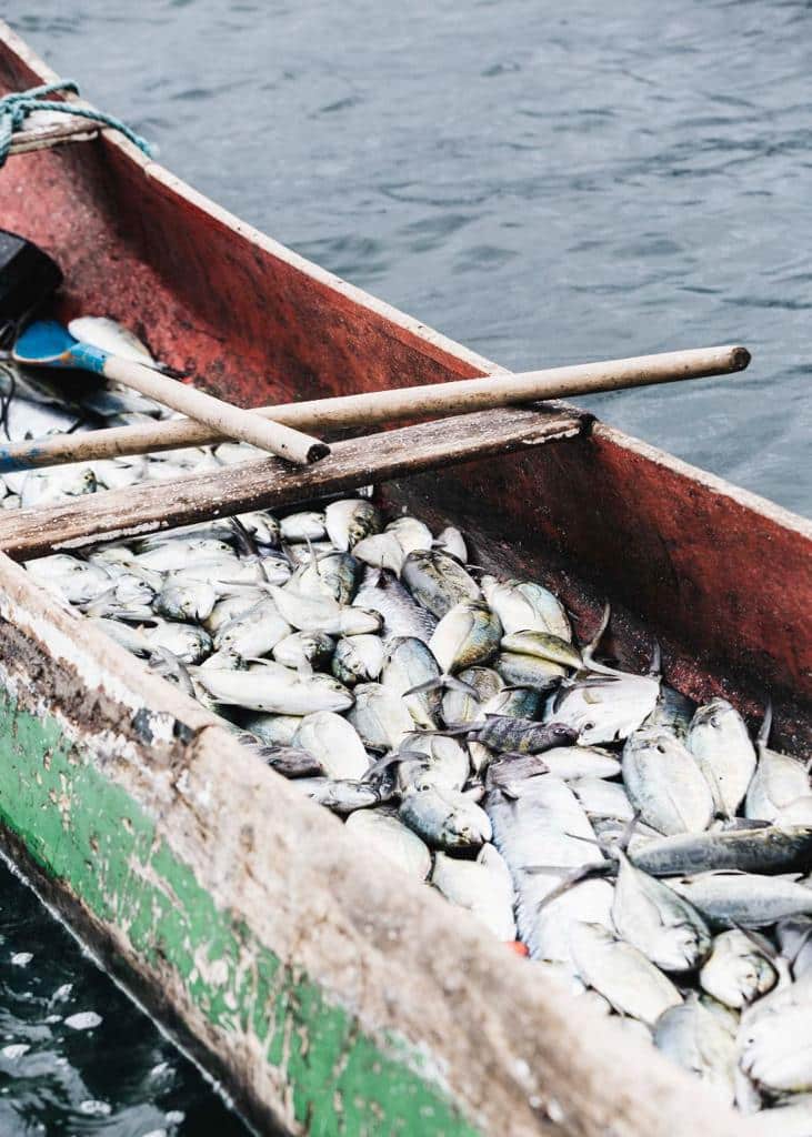 Projeto A.MAR - pesca artesanal em ilhabela