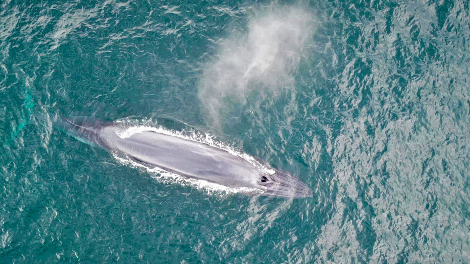 Baleias Bryde, ou tropicais, tem formato característico, cor cinza e marcas no dorso que podem ser identificadas e diferenciadas uma das outras (Foto: Maremar Turismo / Projeto Baleia à Vista)