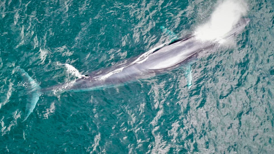 A baleia Tropical Bryde batizada de Diva já é acompanhada pelo Projeto Baleia à Vista em Ilhabela desde 2018 (Foto: Maremar Turismo / Projeto Baleia à Vista)