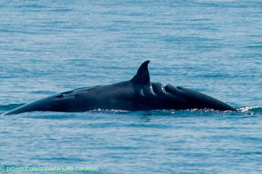 "Escondidinha" - Baleia Tropical Bryde avistada em Ilhabela com marcas de acidente com embarcação (Foto: Julio Cardoso / Projeto Baleia à Vista)