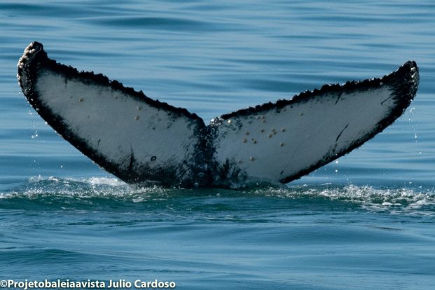 Baleia jubarte "Pipoca" - Foto: Julio Cardoso / Projeto Baleia à Vista