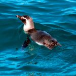 Pinguim na praia - pinguins de magalhães encontrados no litoral norte e em ilhabela