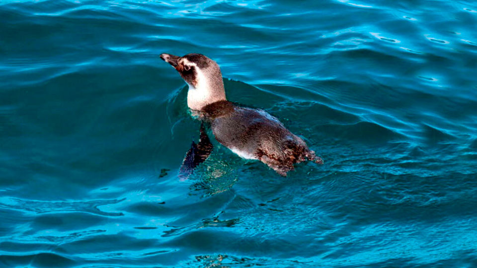 Pinguim na praia - pinguins de magalhães encontrados no litoral norte e em ilhabela