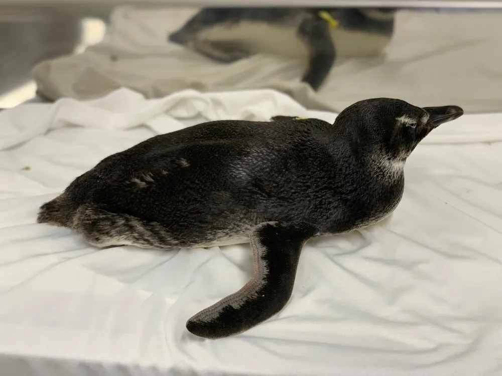 Pinguim resgatado pelo Instituto Argonauta (foto: reprodução / Instituto Argonauta)