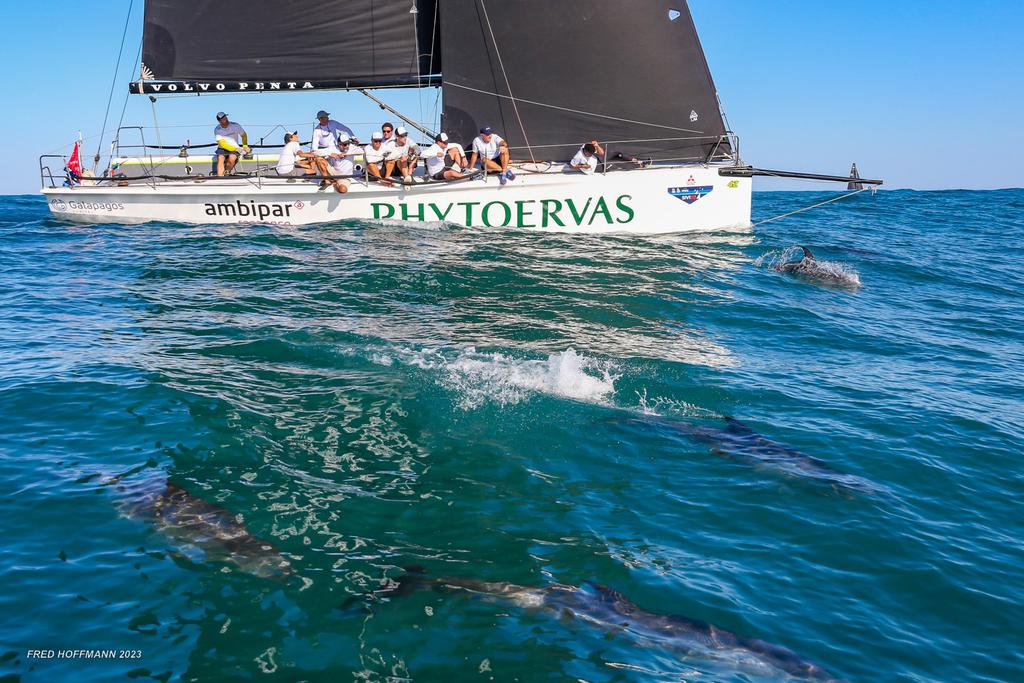 Golfinhos acompanham veleiros na Regata Alcatrazes – Barco Atrevida – por Boreste Marinha do Brasil (Foto: Fred Hoffmann)