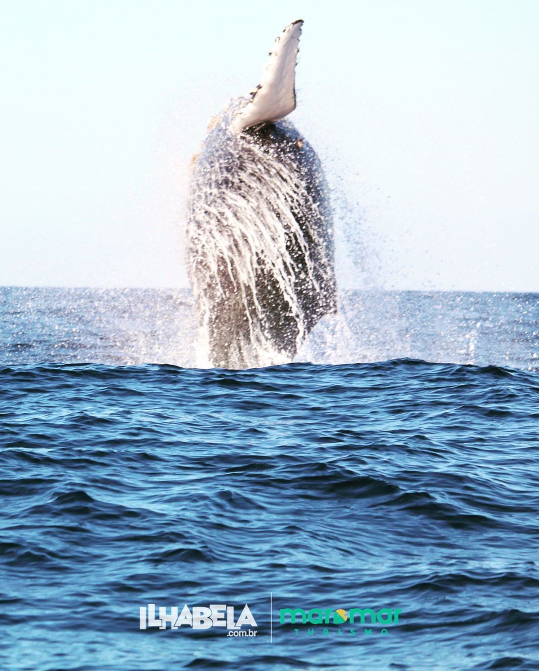Passeio de barco para avistamento de baleias em Ilhabela (Foto: Ilhabela.com.br / Maremar Turismo)