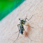 O Melhor Repelente para Mosquito da Dengue e borrachudos - entenda a diferença dos ingredientes ativos