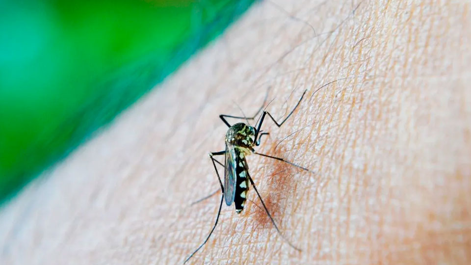 O Melhor Repelente para Mosquito da Dengue e borrachudos - entenda a diferença dos ingredientes ativos