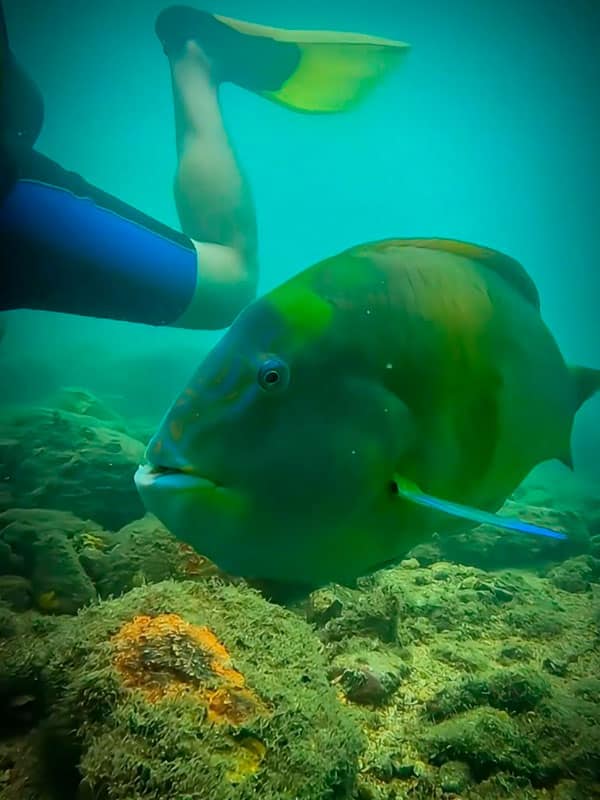 Fred, peixe papagaio na Ilha das Cabras em Ilhabela