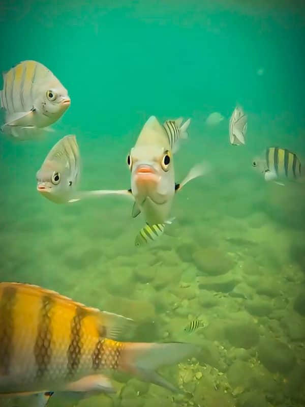 Peixes na Ilha das Cabras em Ilhabela