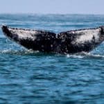 Melina é a primeira baleia foto identificada na temporada 2024 de avistamento de cetáceos em Ilhabela (Foto: Marcos Cará / Maremar / Projeto Baleia à Vista)