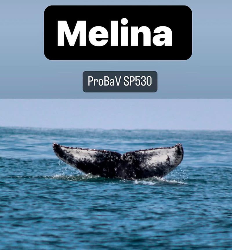 Melina é a primeira baleia foto identificada na temporada 2024 de avistamento de cetáceos em Ilhabela (Foto: Marcos Cará / Maremar / Projeto Baleia à Vista)