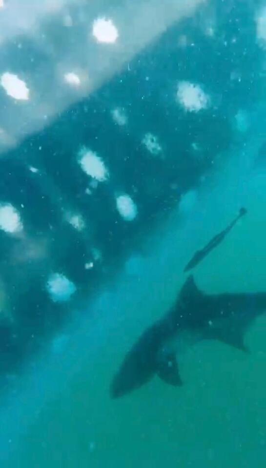 Tubarão-baleia é considerado o maior peixe do mundo