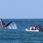 Espetáculo da natureza: temporada de baleias e golfinhos movimenta o inverno em Ilhabela (Foto: Rafa Mesquita)