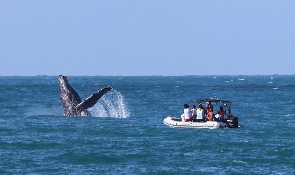 Espetáculo da natureza: temporada de baleias e golfinhos movimenta o inverno em Ilhabela (Foto: Rafa Mesquita)