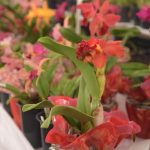 Ilhabela recebe 17ª Exposição de Orquídeas no final de semana do Dia das Mães