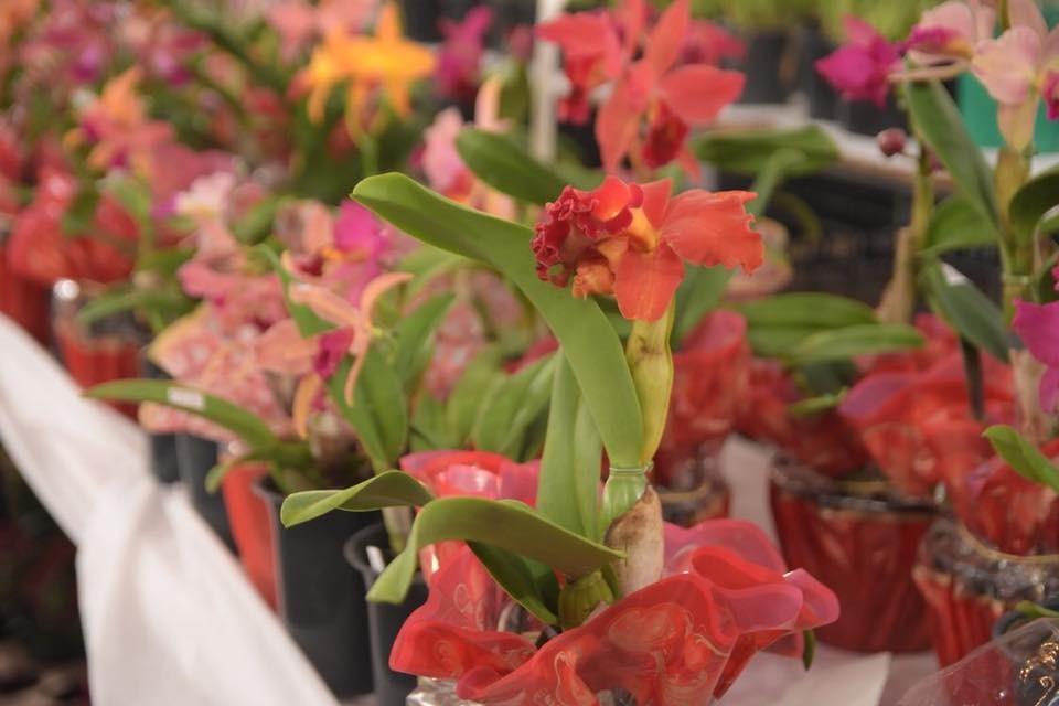 Ilhabela recebe 17ª Exposição de Orquídeas no final de semana do Dia das Mães