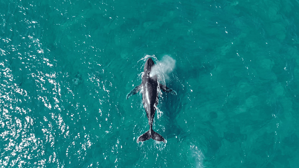 Ilhabela registra primeiro avistamento de baleia jubarte na costa brasileira em 2026 (Foto: Paulo Stefani)