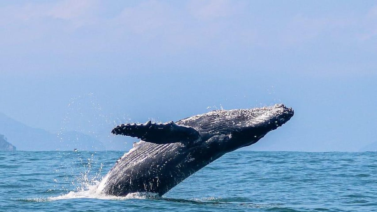 Ilhabela se prepara para temporada de baleias 2026 após ano recorde (Foto: Rafa Mesquita)