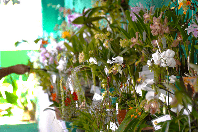 Tradicional Exposição de Orquídeas acontece durante todo o fim de semana das Mães na Fundaci, na Vila