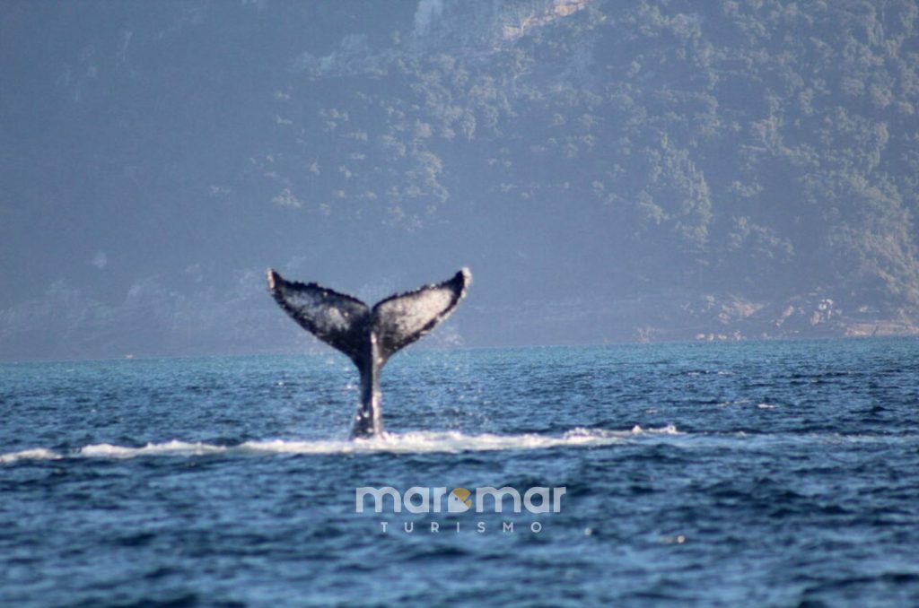 Temporada de baleias em Ilhabela movimenta o turismo entre junho e agosto. Parceria entre Velinn e Maremar oferece benefícios para hospedagens e passeios de avistamento de cetáceos. 