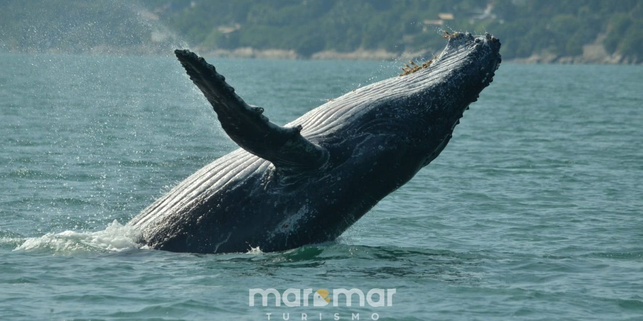 Avistamento de baleias em Ilhabela: Velinn e Maremar unem forças para impulsionar a experiência dos visitantes