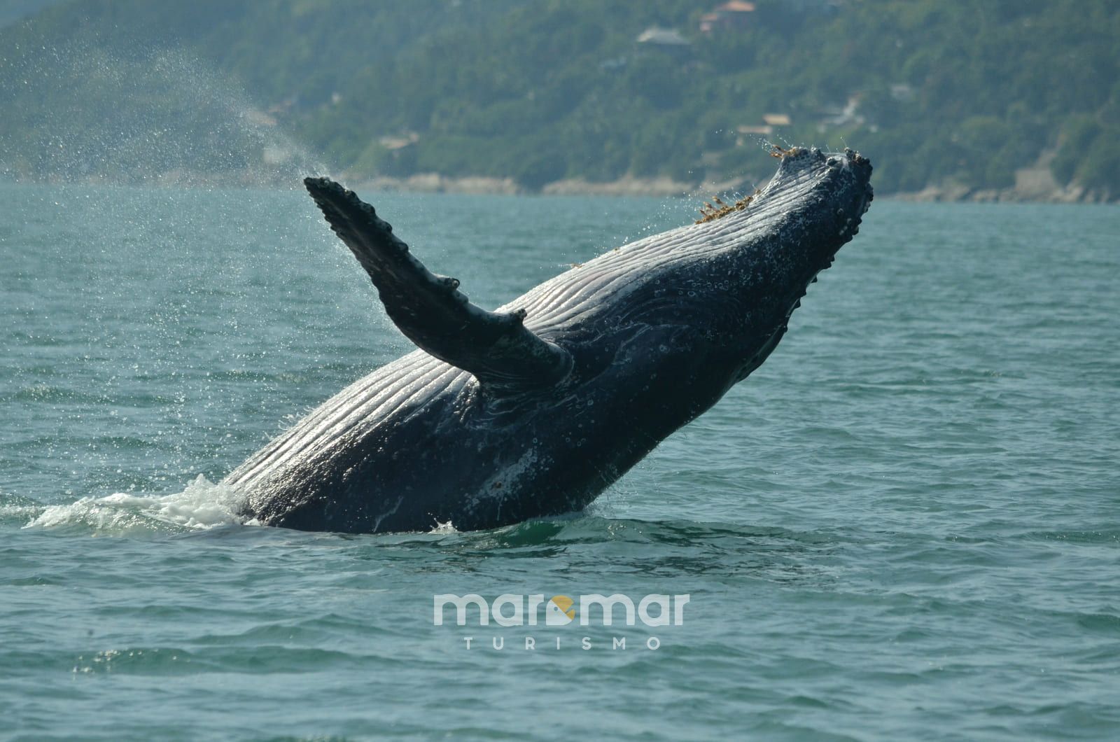 Avistamento de baleias em Ilhabela: Velinn e Maremar unem forças para impulsionar a experiência dos visitantes