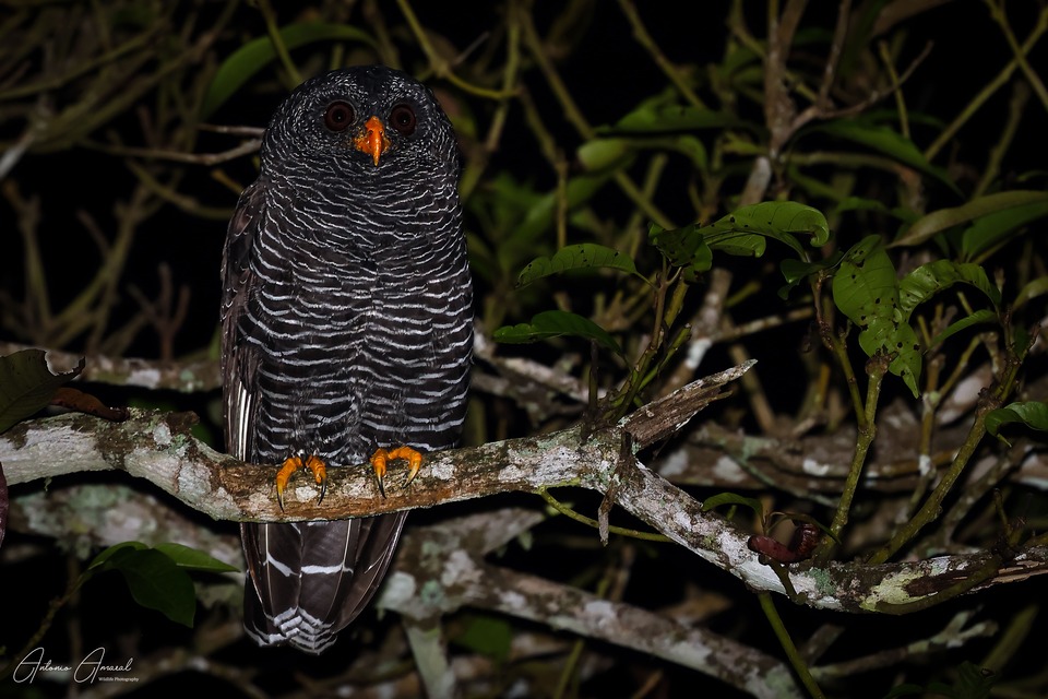 8ª Edição da Bird Week terá passeios gratuitos para observar aves em Ilhabela (Foto: Antonio Amaral)